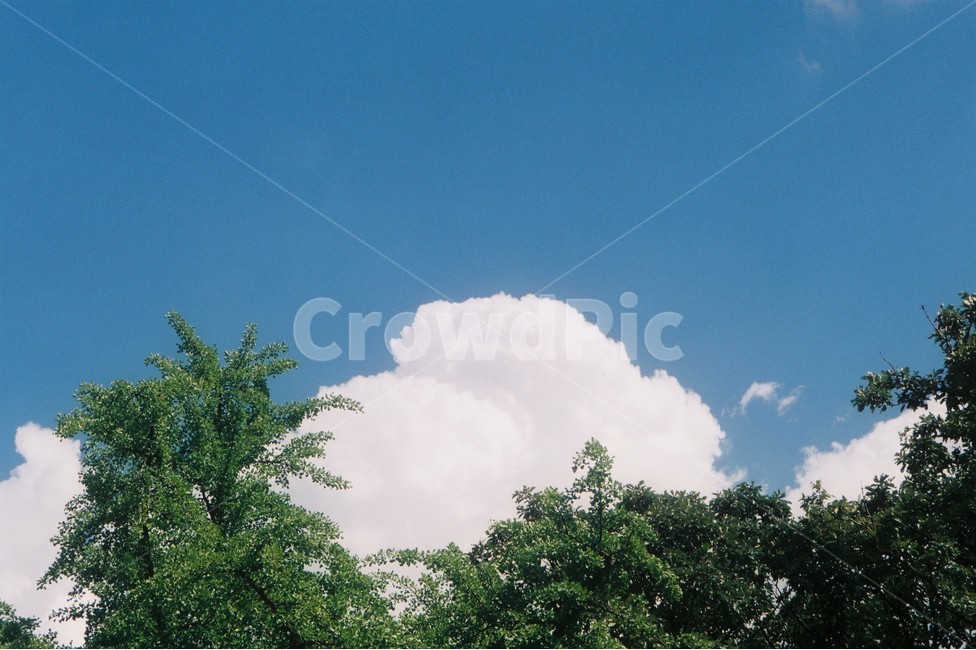 구름,하늘,나무,청량함,여름,sky,tree