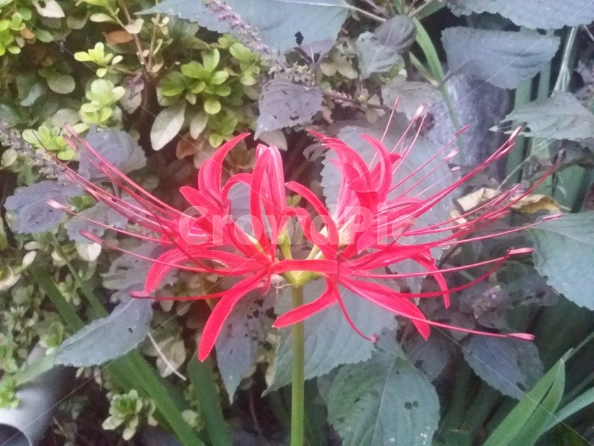 꽃,식물,flower,plant,자연,식물,자연,plants,nature