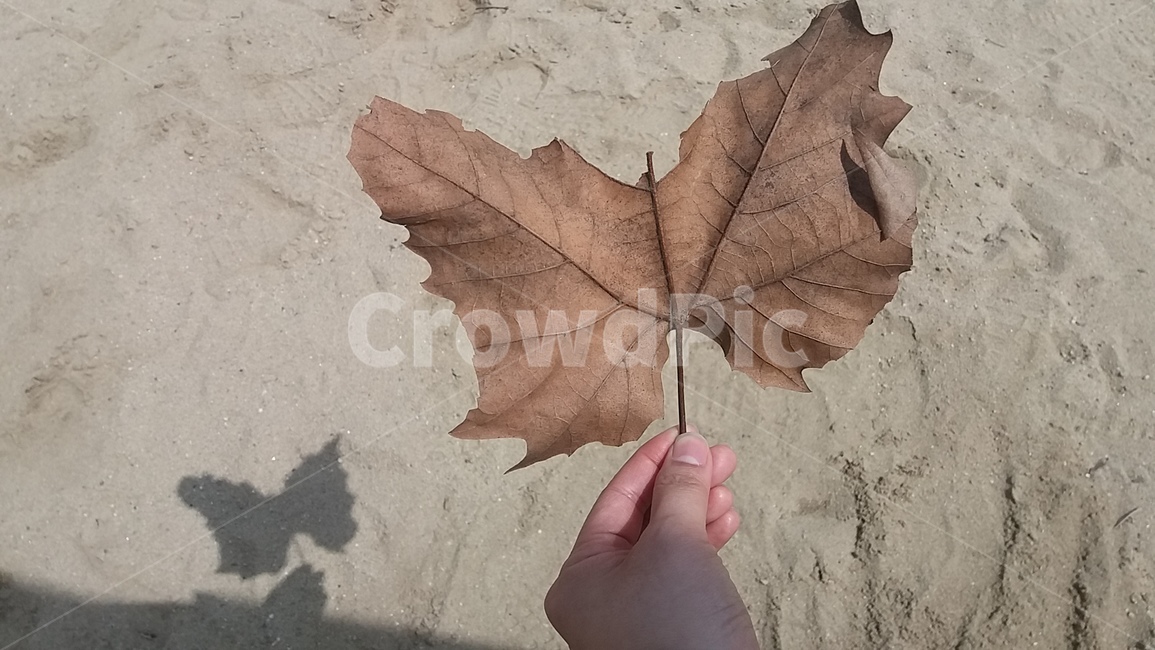 낙엽,그림자,손,나비,모래,거짓,fallenleaves,shadow,hand,butterfly,sand,lie