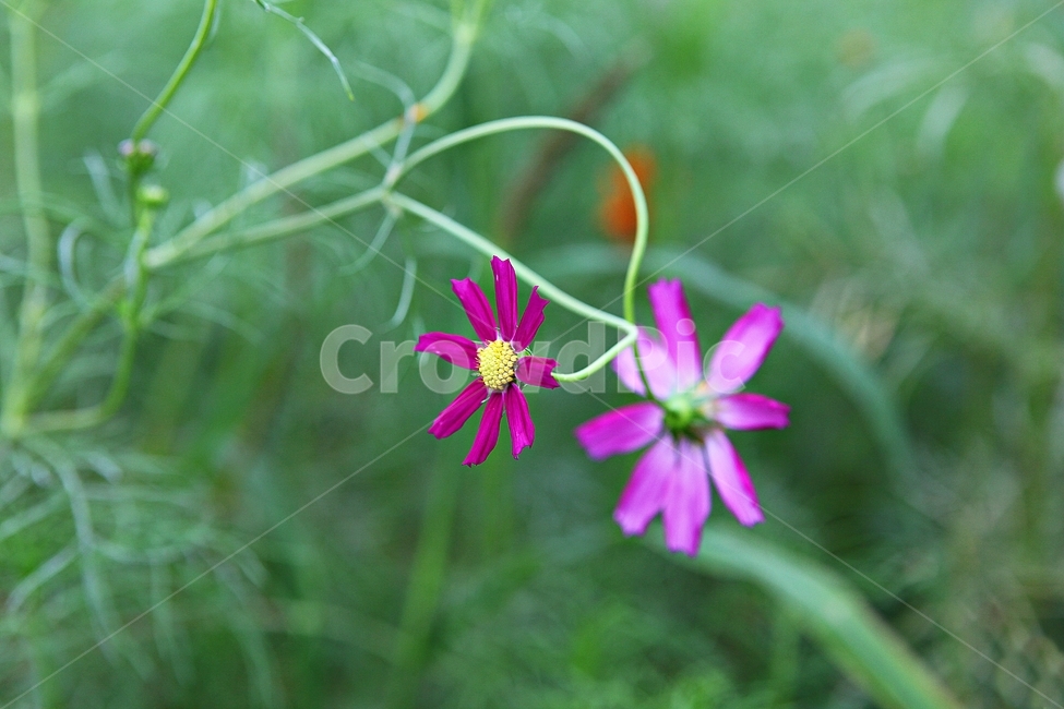 코스모스,꽃,꽃잎,식물,자염,공원,가을,가을꽃,식물,자연,plants,nature,꽃,flower