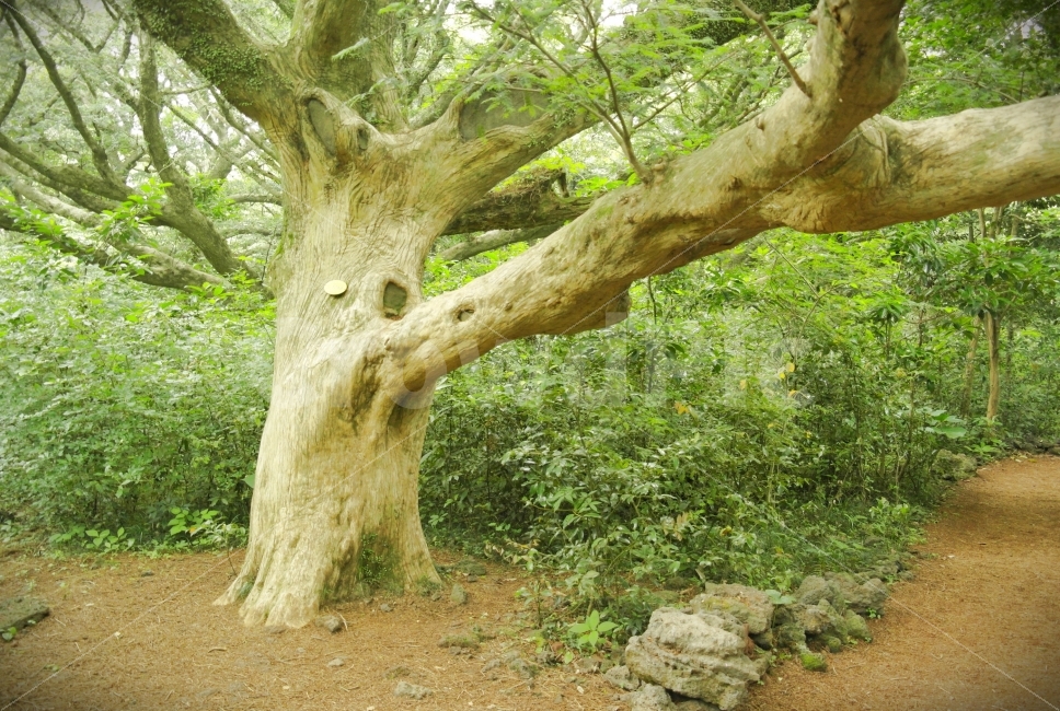 숲,제주도,비자림,여행사진,풍경사진,자연,풍경,nature,landscape,식물,plants,tree,나무,plant,tree trunk,나무 줄기