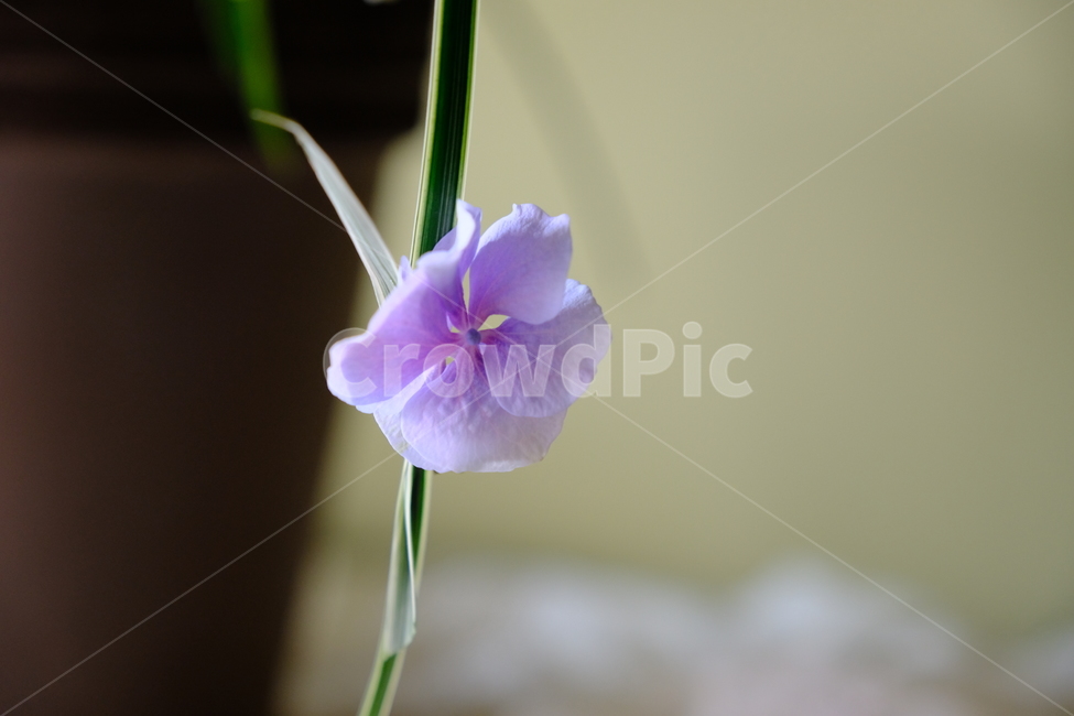 꽃,배경화면,flower,flowerart,식물