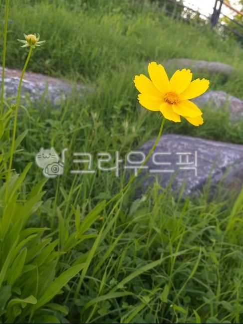 노란꽃,꽃,잔디,여름,노랑