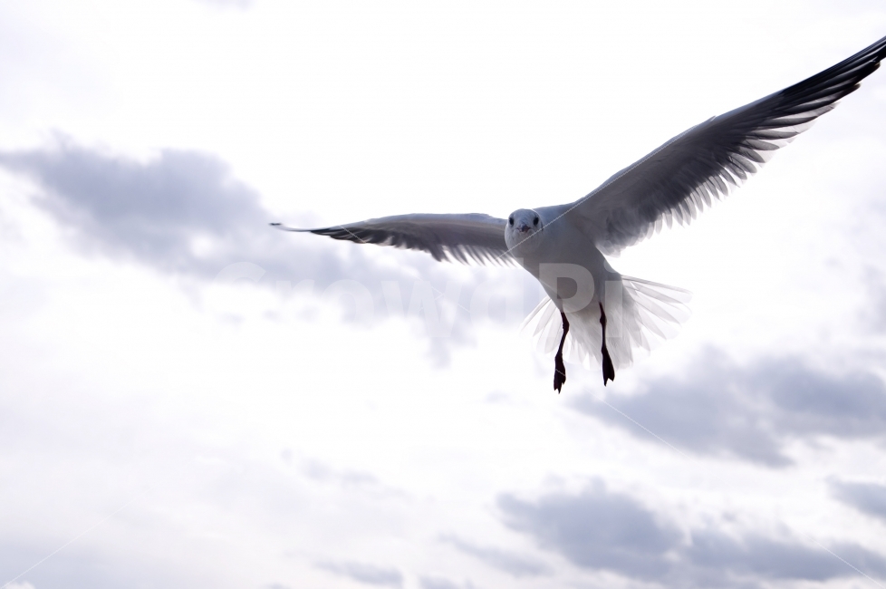 자연,해수욕장,바다,갈매기,조류,동물,하늘,날개,nature,sea,sky,wing,새,bird,animal,동물,animal,조류,새,birds