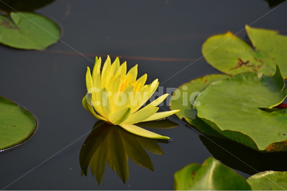blossom,plant,식물,flower,꽃,수련,연꽃,반영,연못,연잎,연꽃잎,수생식물,수중식물
