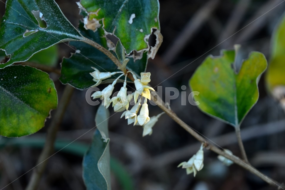 vegetation,barley tree,spring,healing,ecology,plants,season,fall flowers,Emotion,mountain flower,Flower,nature,tree,woody,flower,wildflowers,background,plant,wild flowers,autumn,wild