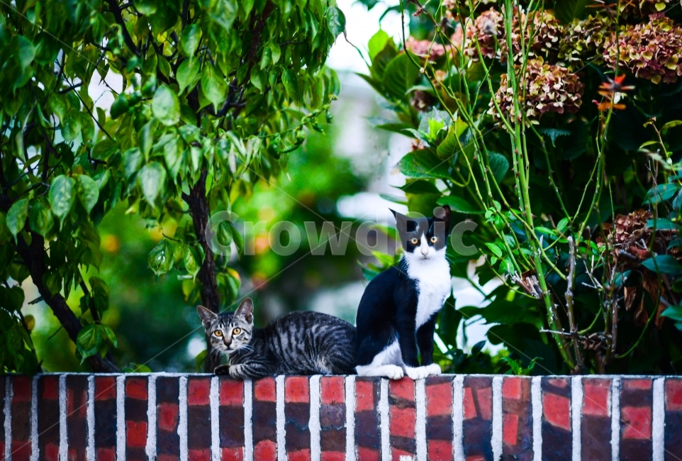 고양이,담벼락,커플,동물,귀여움,cat,wall,couple,cute,동물,animal,포유류,mammal,고양이,cat,kitten,kitty