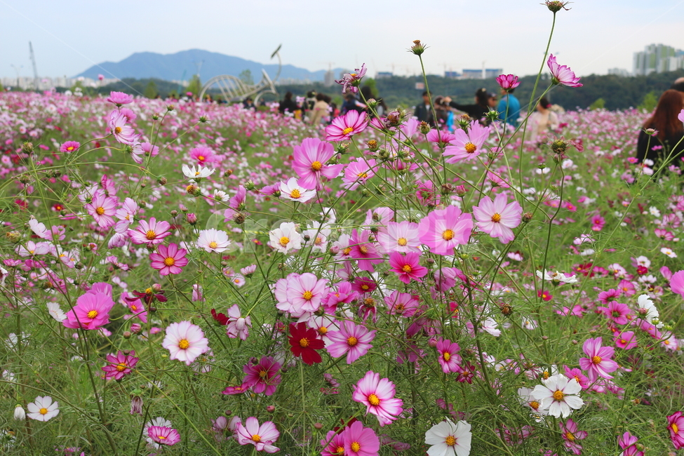 코스모스,꽃,코스모스꽃,식물,자연,풍경,야생화,코스모스축제,축제,구리,한강시민공원,가을,가을,계절,fall,autumn,season,식물,자연,plants,nature,꽃,flower,plant,geranium,제라늄,blossom