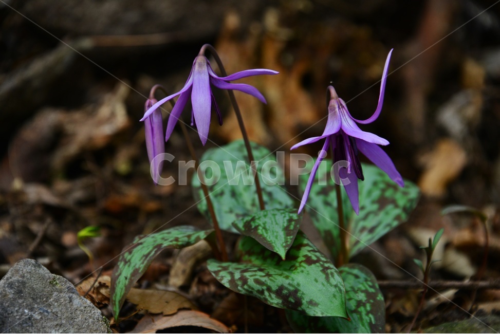 plant,식물,blossom,flower,꽃,얼레지,얼레지꽃,보라색,보라색꽃,봄꽃,봄,계절,식물,자연,plants,nature,꽃,flower