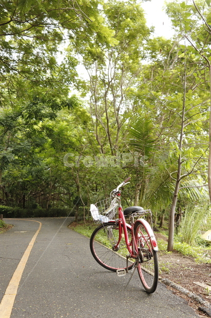 bike,자전거,bicycle,공원,나무,길