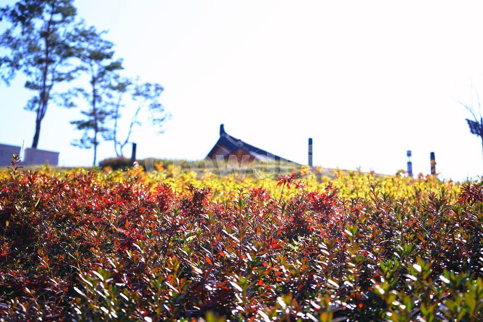 붉은색,초록색,한옥,아웃포커싱,잔디,나무,식물,자연,plants,nature