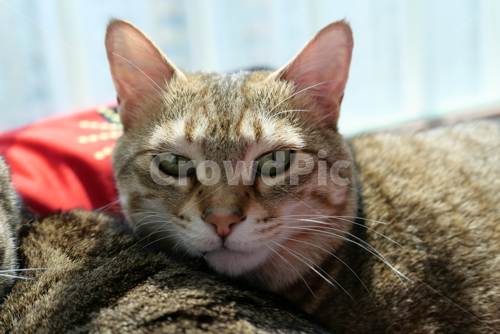 고양이,코숏,길고양이,동물,반려묘,반려동물,cat,kitten,animal