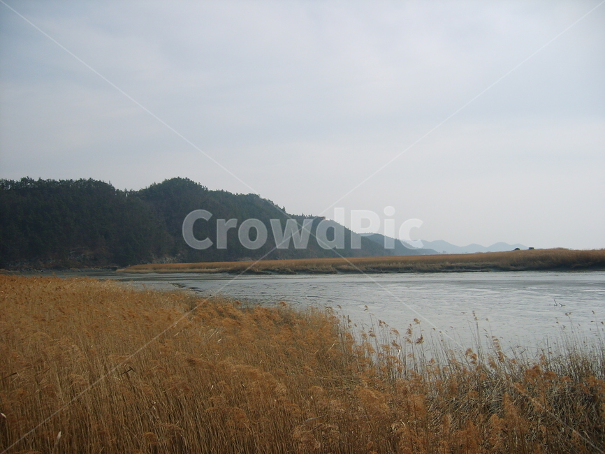갈대,갈대밭,순천만,가을,강,하천,호수,가을,계절,fall,autumn,season,nature,자연,outdoors,옥외,land,땅,water,물