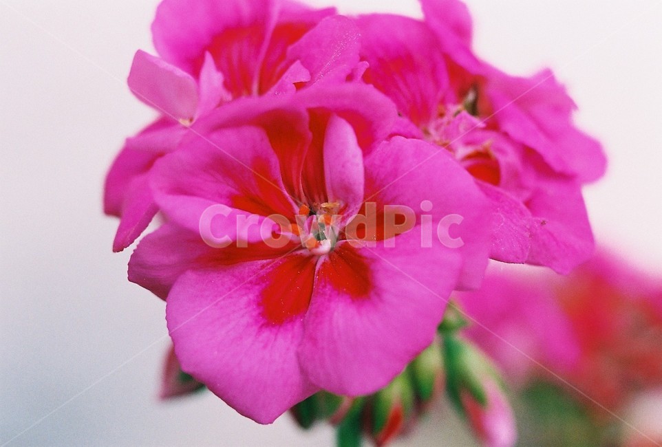 제라늄,식물,꽃,자연,geranium,flower,nature,식물,자연,plants,nature,꽃,flower