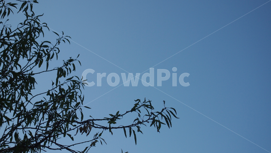 하늘,나무,실루엣,배경,자연,scenery,밤,landscape,경치,branch,나뭇가지,beautiful,겨울,green,winter,tree,frost,dreamlike,sky,blue,silhouette,refreshing,background,cold,풍경,mysterious,forest,cool,crystal,outdoors,object,nature,자연,풍경,nature,landscape