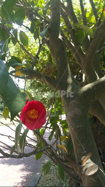 제주동백꽃,동백꽃,꽃,빨간색꽃,flower,식물,자연,plants,nature,꽃,flower