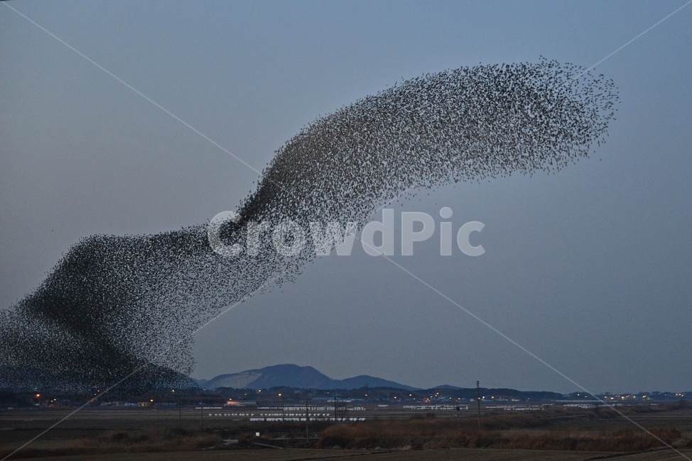 nature,자연,outdoors,옥외,animal,동물,flock,대군,고창,동림지,가창오리,가창오리군무,군무,농경지,농업,농사,경작,자연,풍경,nature,landscape