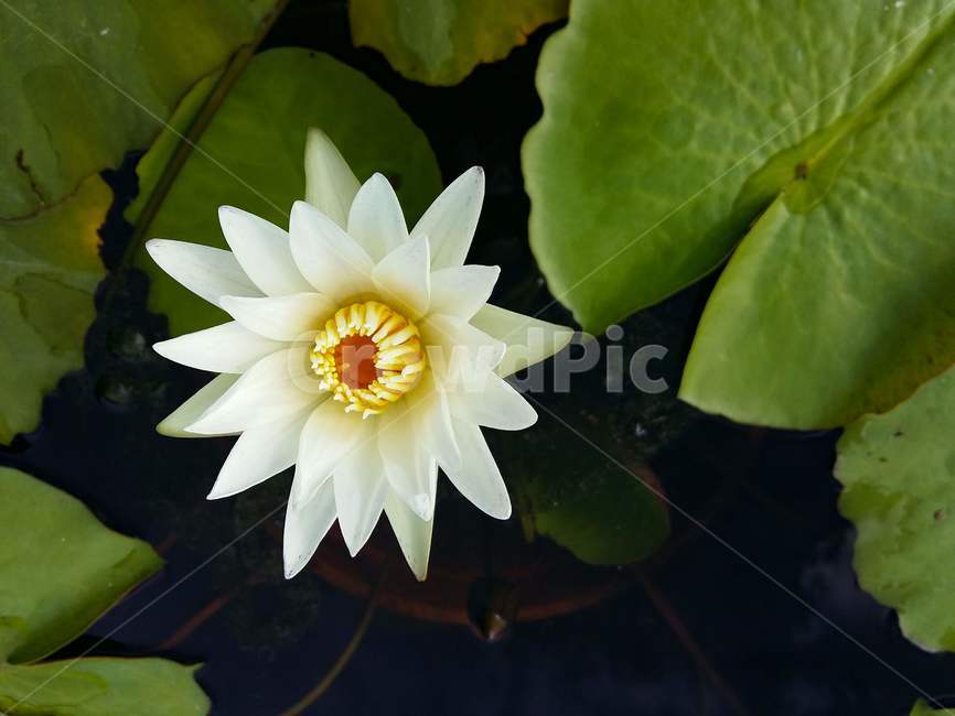 수련꽃,연못,꽃,식물,자연,계절,아름다움,꽃잎,nature,힐링,꽃향기,plant,flower,흰색,물가,물,잎