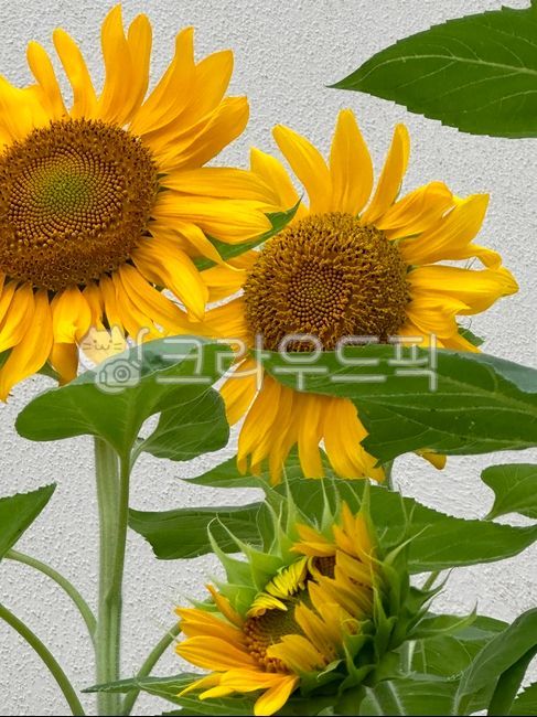 yellow,sunflower,flower
