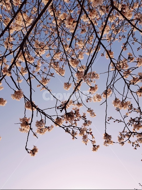 하늘,벚꽃,나뭇가지,노을,sky,하늘배경,꽃
