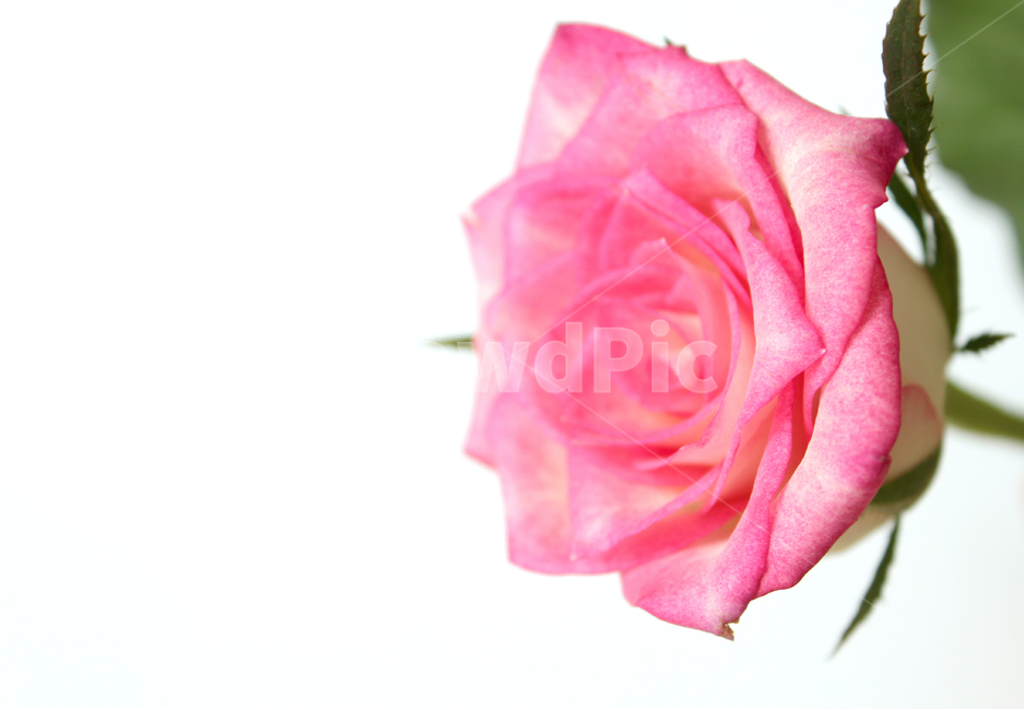 꽃,장미,장미꽃,핑크,생화,rose,flower,pink,신선한,식물,사랑,로맨스,love,romantic,roseflower,fresh,plant,식물,자연,plants,nature,꽃,flower,기념일,축하,anniversary,congratulation,celebrate,celebration,누끼,remove background