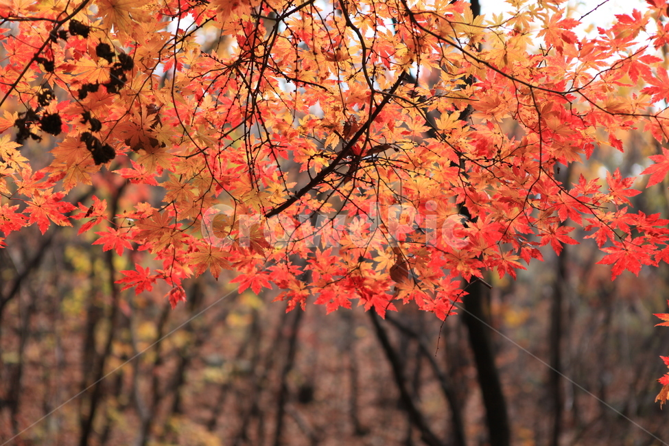 가을,단풍,만추,나무,숲,가을,계절,fall,autumn,season,식물,자연,plants,nature,plant,leaf,잎,tree,maple