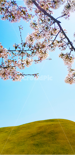동산,공원,꽃,벚꽃,봄,봄,계절,spring,season,plant,식물,flower,cherry blossom,blossom