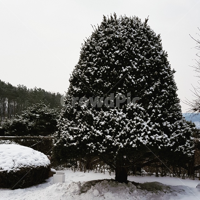 겨울,나무,눈,함박눈,winter,tree,snowflakes,snow