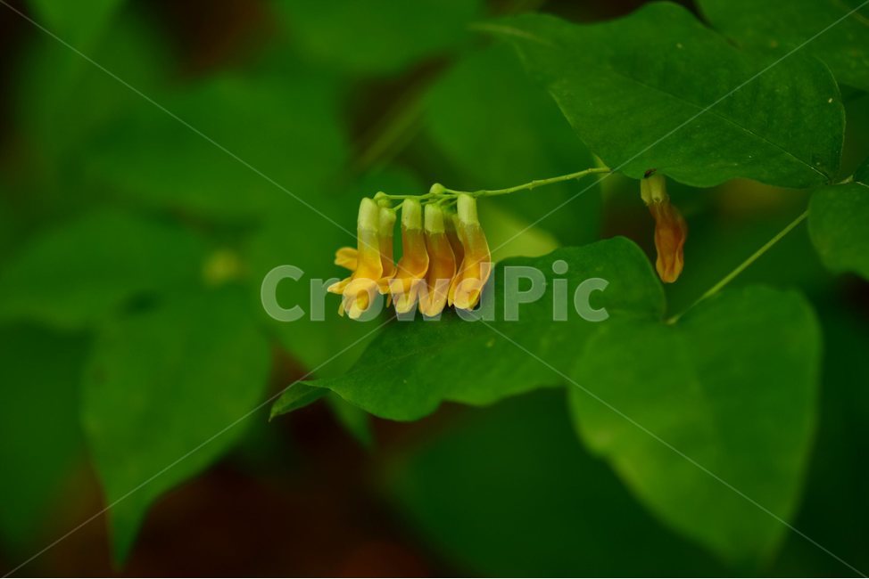 노랑갈퀴,야생화,꽃,식물,자연,생태,플라워,flower,plants,nature,식물,자연,plants,nature,꽃,flower