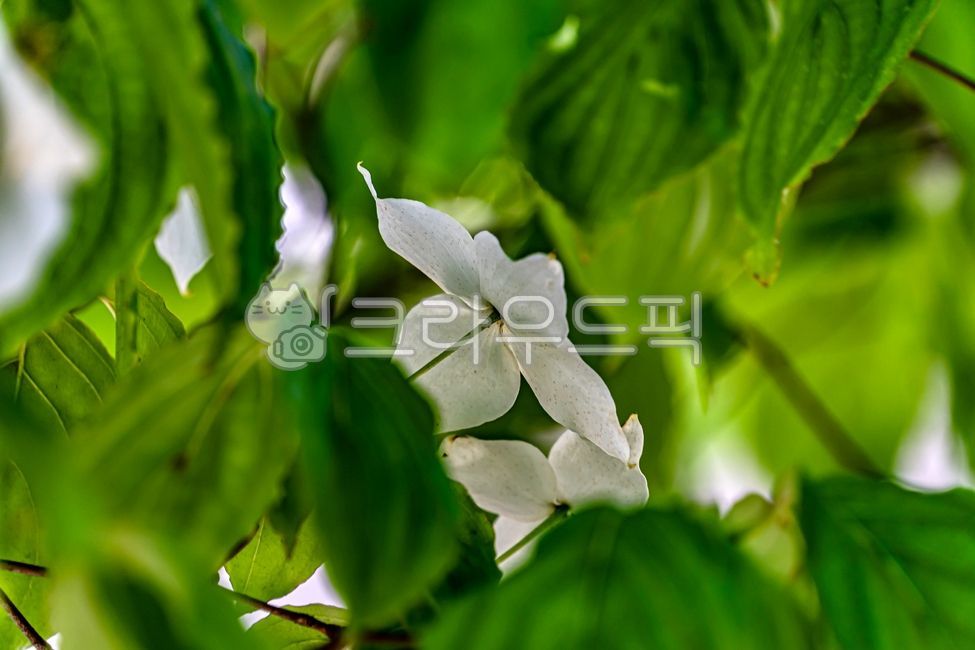 spring flowers,dogwood flower,nature,plants,plant,dogwood tree,intoxicant,cornuskousa,flower