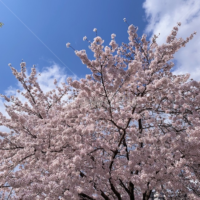 식물,꽃,벚꽃,나무,하늘,구름,sky,plant,flower,cherryblossom,tree