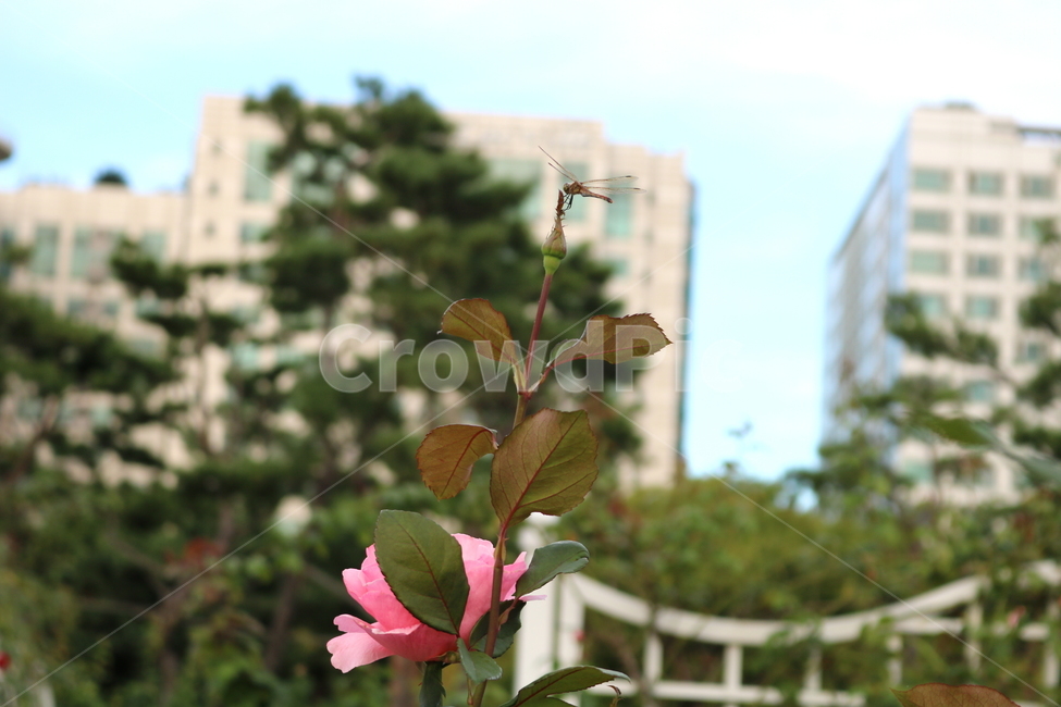 장미,장미꽃,꽃,식물,자연,보니카,꽃밭,분홍꽃,관상용,식물,자연,plants,nature,꽃,flower