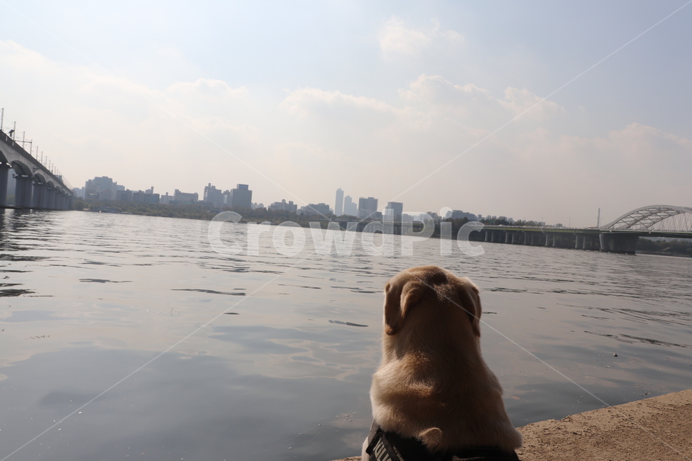 mammal,개,포유류,dog,canine,동물,animal,pet,labradorretriever,래브라도리트리버,강아지,대형견,멍멍이,댕댕이,조용한,온화한,동물,animal