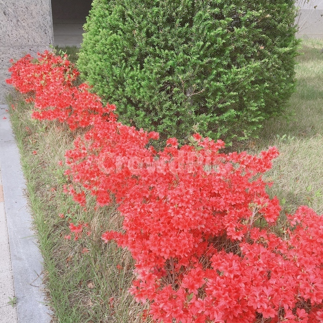 꽃,flower,봄,spring,red