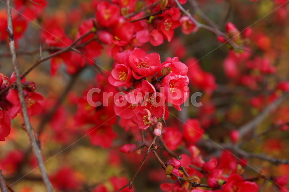 홍매화,원동,순매원,식물,꽃,식물,자연,plants,nature,꽃,flower