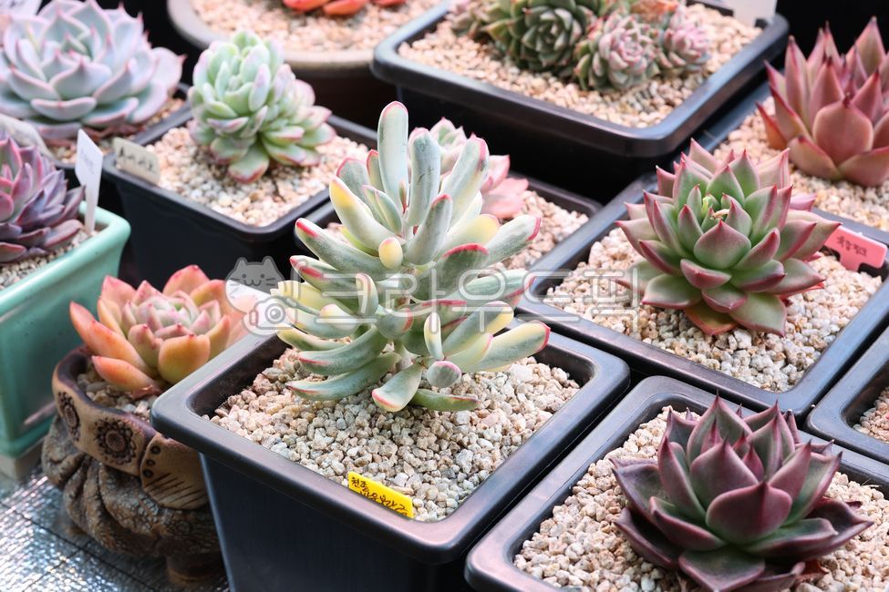 다육이,다육식물,다육이화분,다육이온실,다육이키우기,식물,식물키우기,식물인테리어,화단가꾸기,정원,정원만들기,화단만들기,정원꾸미기,방울복랑금