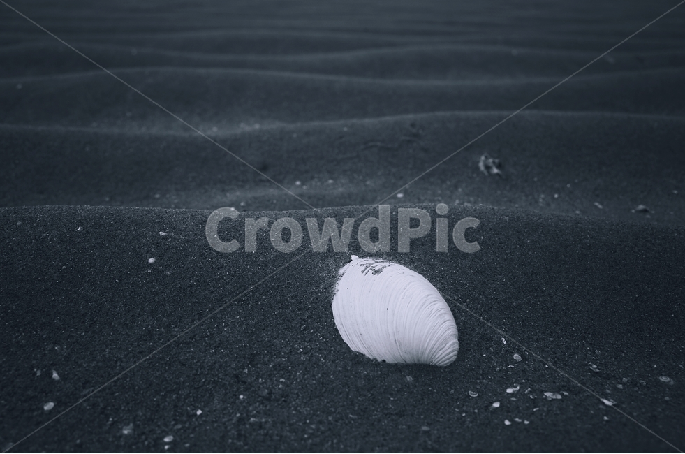 뻘,바다,서해,감성사진,조개껍질,해변,바다,beach,sea,감성,sensible,feeling,흑백,모노톤,monochrome,black and white