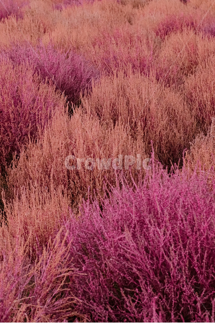 plant,식물,댑싸리,하늘공원,가을,핑크뮬리,핑크,꽃,잔디,자연,nature,flower,가을,계절,fall,autumn,season