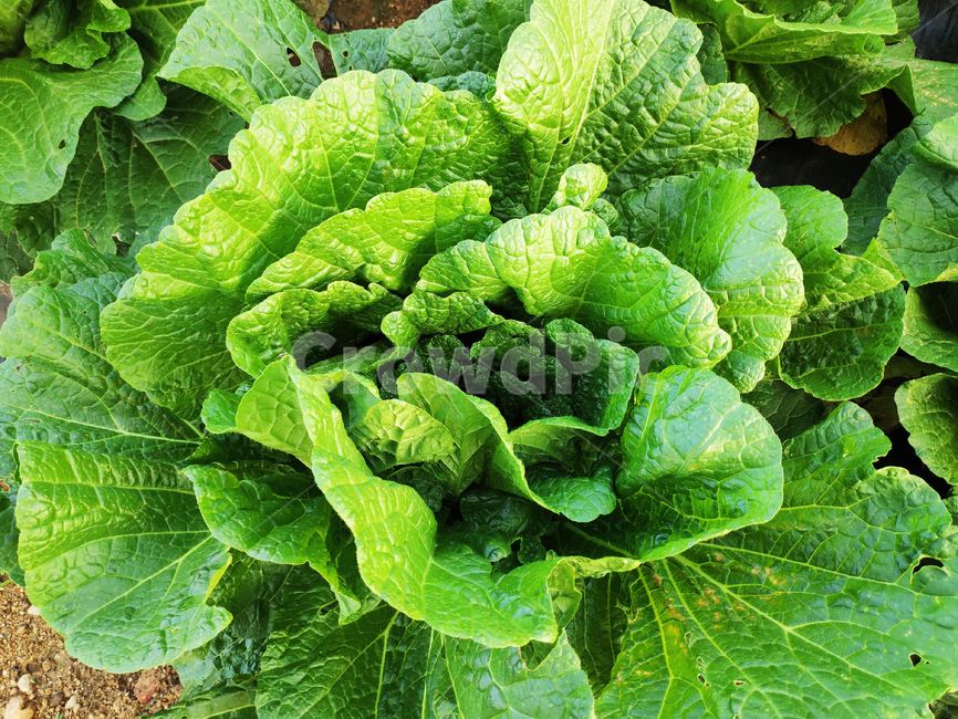 배추,야채,식물,cabbage,vegetables,plants,식물,자연,plants,nature