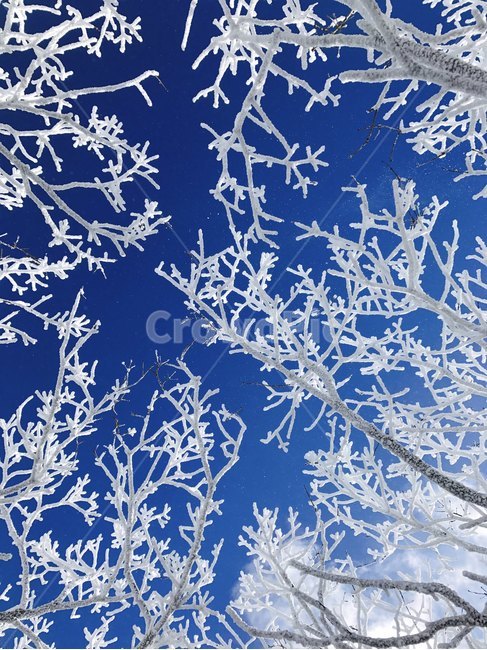 눈꽃,눈,겨울,계절,겨울산,나무,하늘,색감,차가운,얼음,파란,snow,snowflower,winter,자연,nature,ice,color,sky,겨울,계절,winter,season