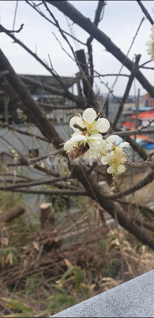 식물,나무,꽃,벗꽃,봄