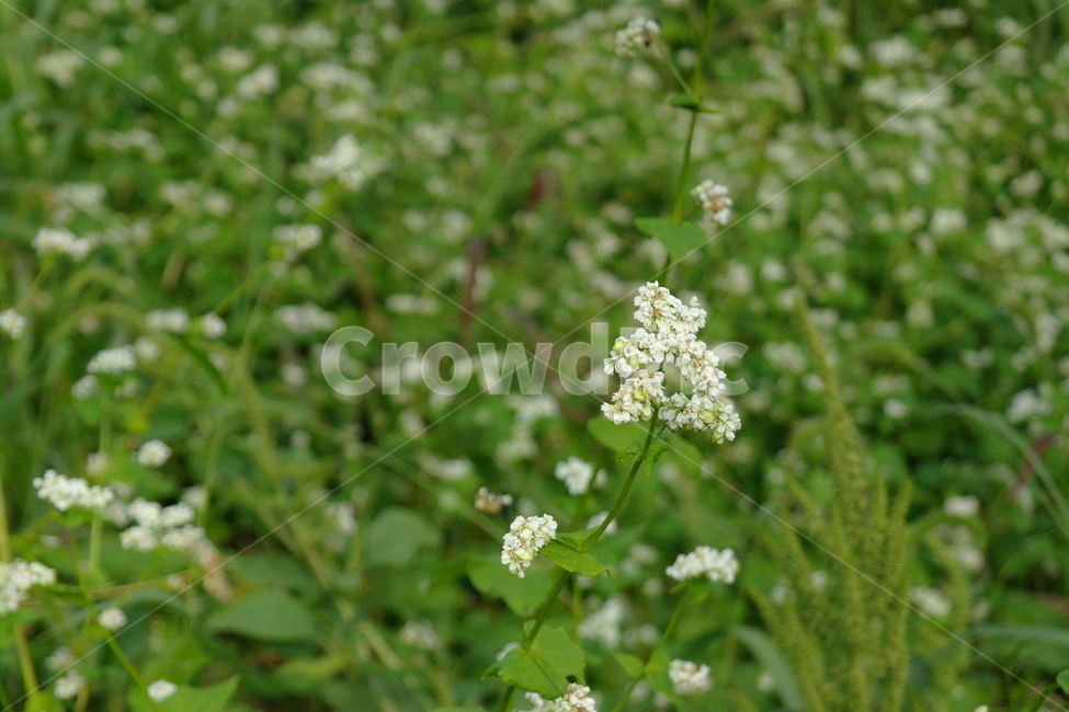 봄,꽃,자연,들,들꽃,식물,자연,plants,nature,꽃,flower
