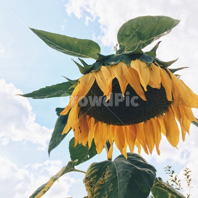 해바라기,꽃,하늘,맑은날,행복,자연,여름,계절,summer,season,식물,자연,plants,nature,꽃,flower,plant,blossom,sunflower