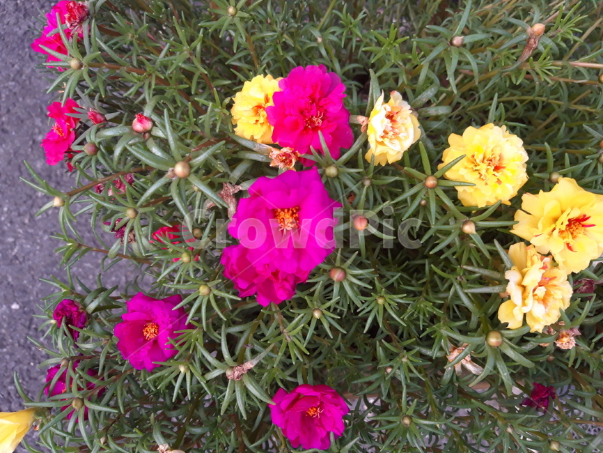 식물,flower,채송화,채송화꽃,핑크꽃,잘자람,수수한꽃,순수한꽃,체송화,노란꽃,뒷뜰꽃,채송화잎,흔한꽃,앞마당,앞마당꽃