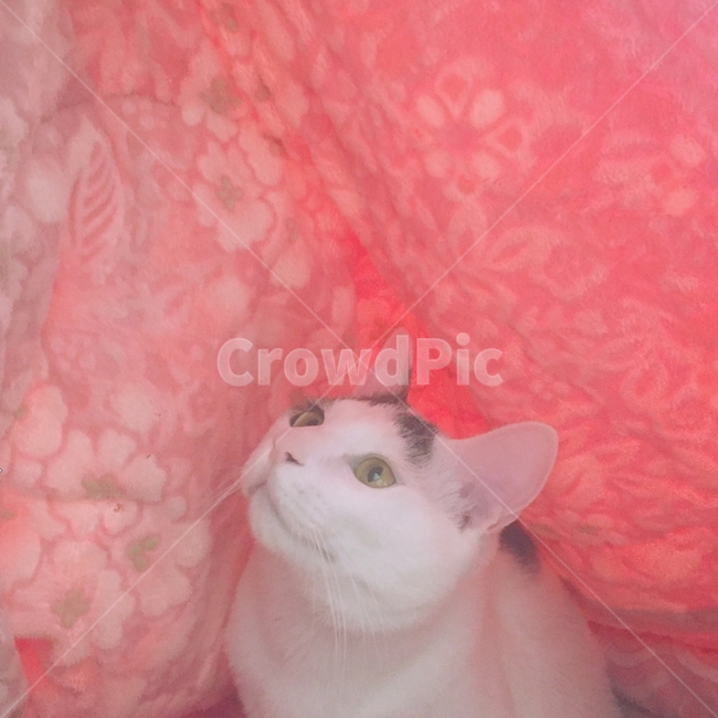 고양이,동물,코리아숏헤어,핑크,꽃,귀요미,동물,animal,포유류,mammal,고양이,cat,kitten,kitty