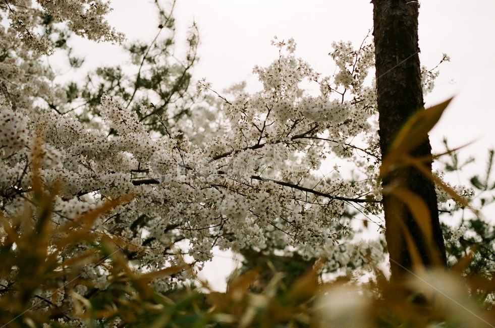 벚꽃,벚나무,cherryblossom,봄,4월,꽃,식물,자연,풍경,꽃잎,나무,sakura,spring,flower,봄,계절,spring,season,식물,자연,plants,nature,꽃,flower,plant