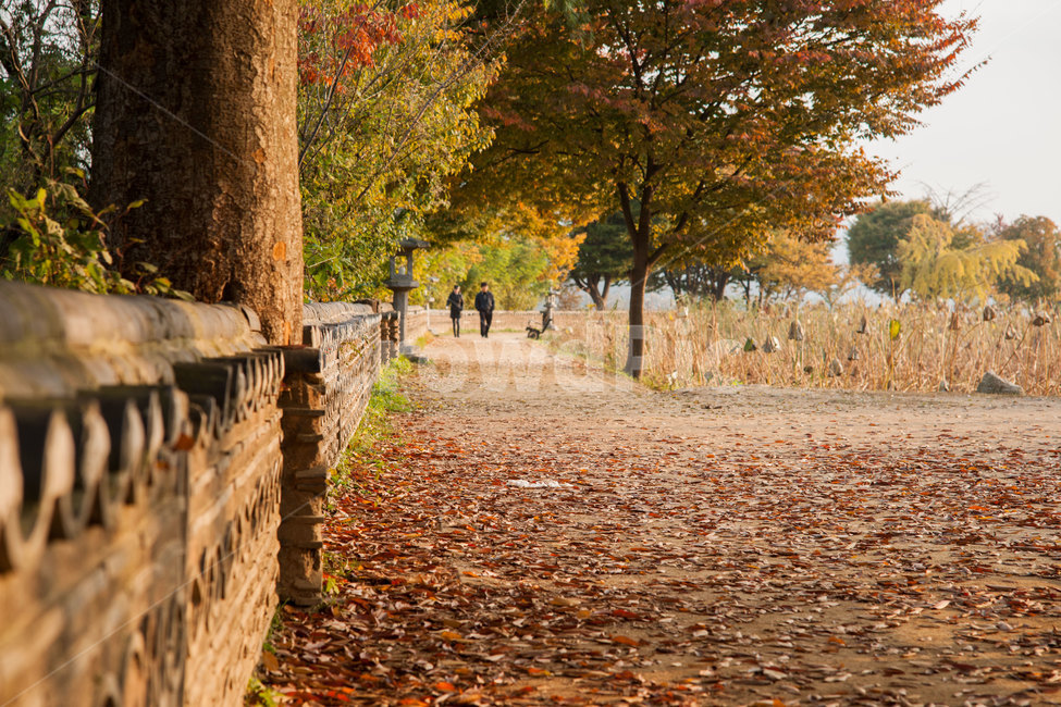 가을,가을길,두물머리,길,단풍,가을,계절,fall,autumn,season,자연,풍경,nature,landscape,tree,나무,plant,식물,tree trunk,나무 줄기,ground,바닥