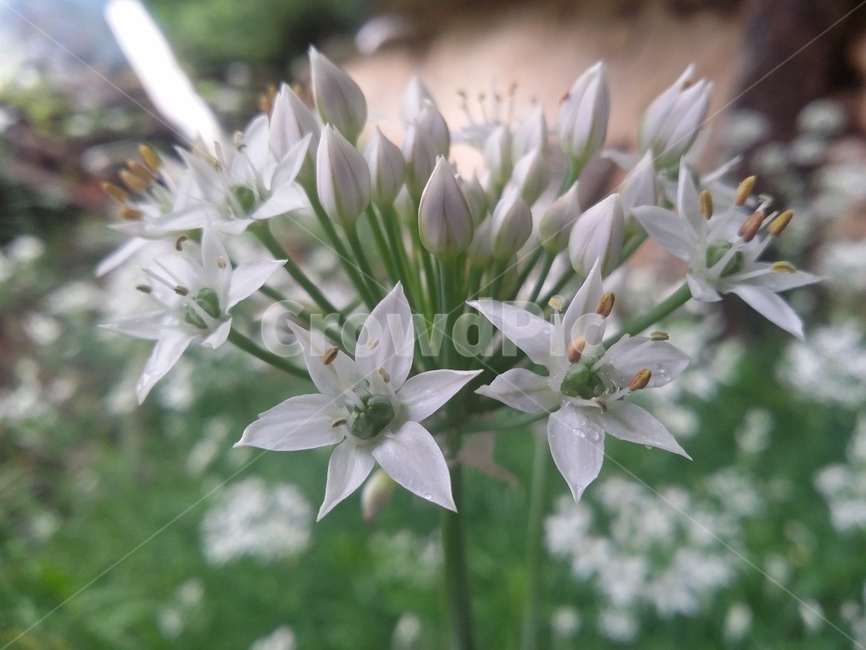 식물,plant,꽃,자연,flower,식물,자연,plants,nature