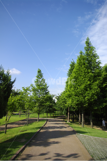 공원,나무,길,식물,신록,자연,풍경,nature,landscape,tree,plant,fir,전나무