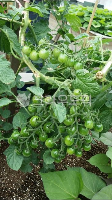 식물, plant, 방울토마토, 토…
